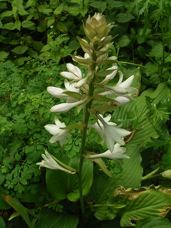 Hosta plantaginea Honeybells 01.jpg